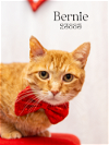 adoptable Cat in oak ridge, TN named Bernie - $55 Adoption Fee Special