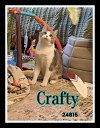 adoptable Cat in oak ridge, TN named Crafty - $55 Adoption Fee Special