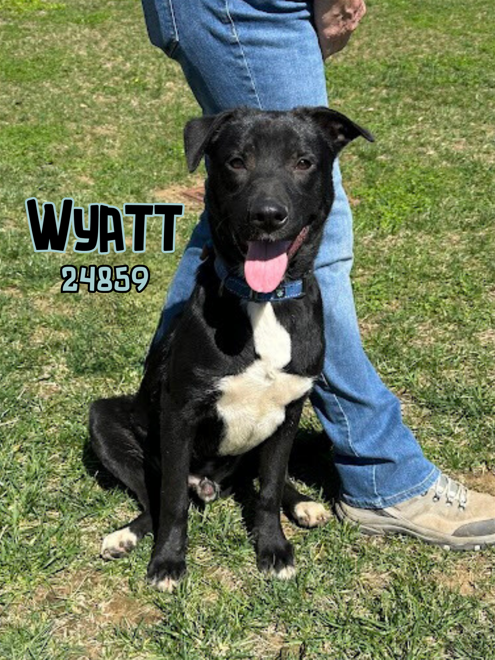 adoptable Dog in Oak Ridge, TN named Wyatt