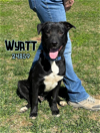 adoptable Dog in , TN named Wyatt
