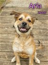 adoptable Dog in oak ridge, TN named Aria - $55 Adoption Fee Special