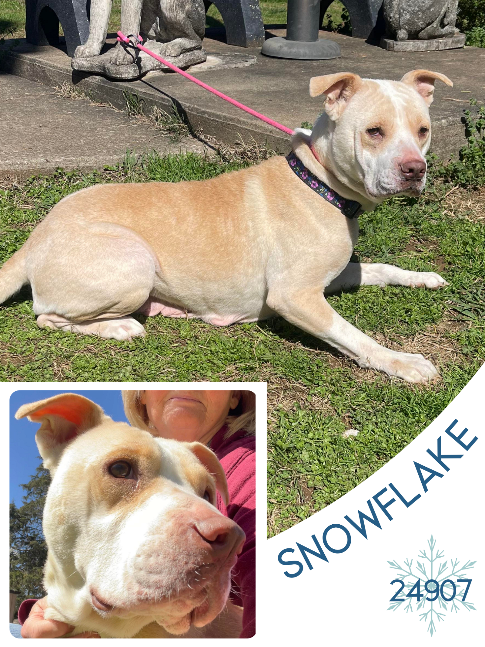 adoptable Dog in Oak Ridge, TN named Snowflake