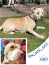 adoptable Dog in , TN named Snowflake