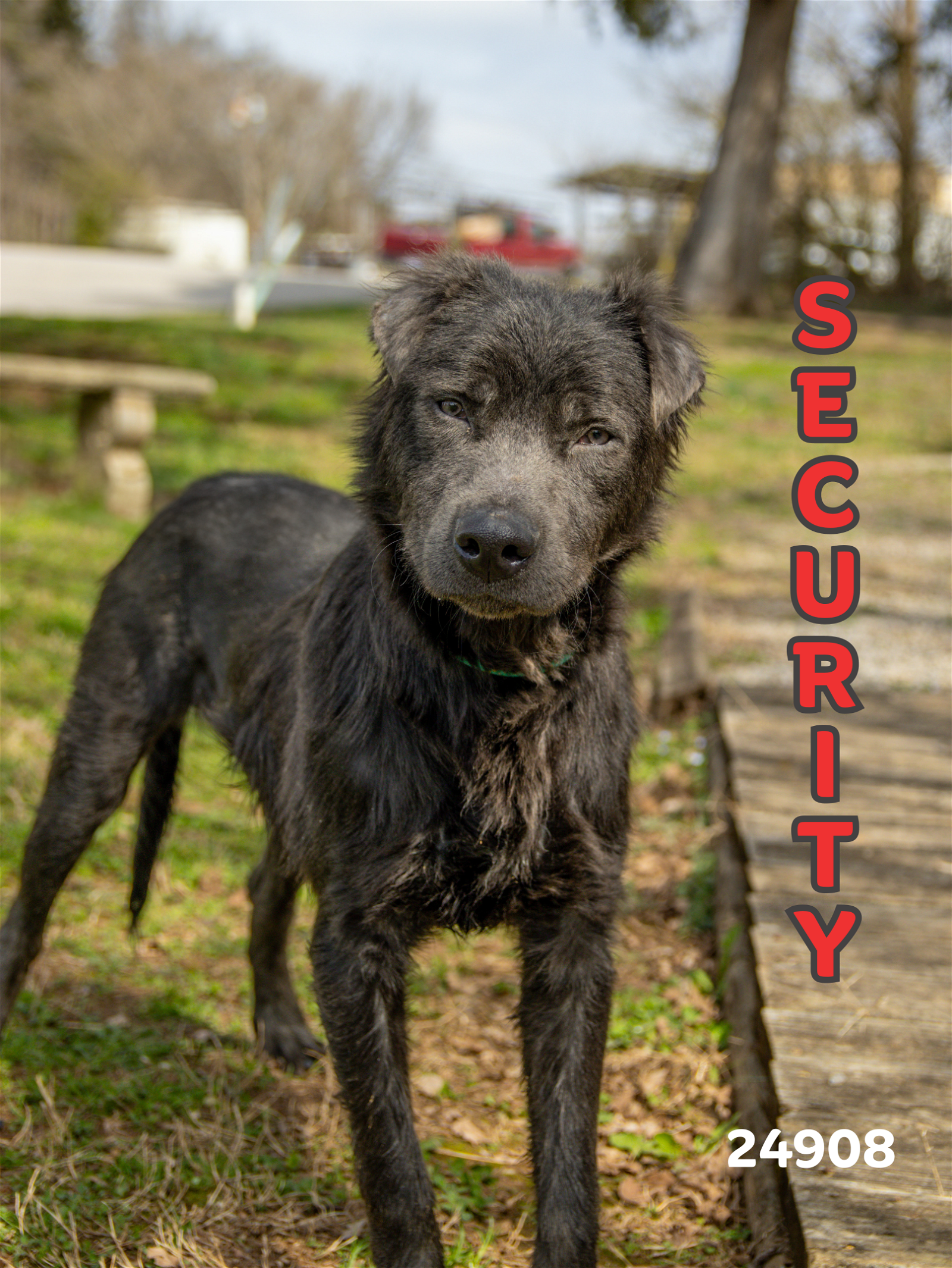 adoptable Dog in Oak Ridge, TN named Security