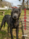 adoptable Dog in , TN named Security