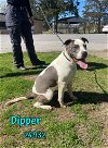 adoptable Dog in  named Dipper