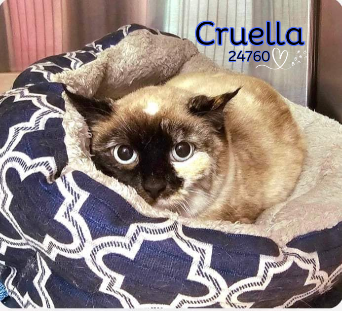 adoptable Cat in Oak Ridge, TN named Cruella