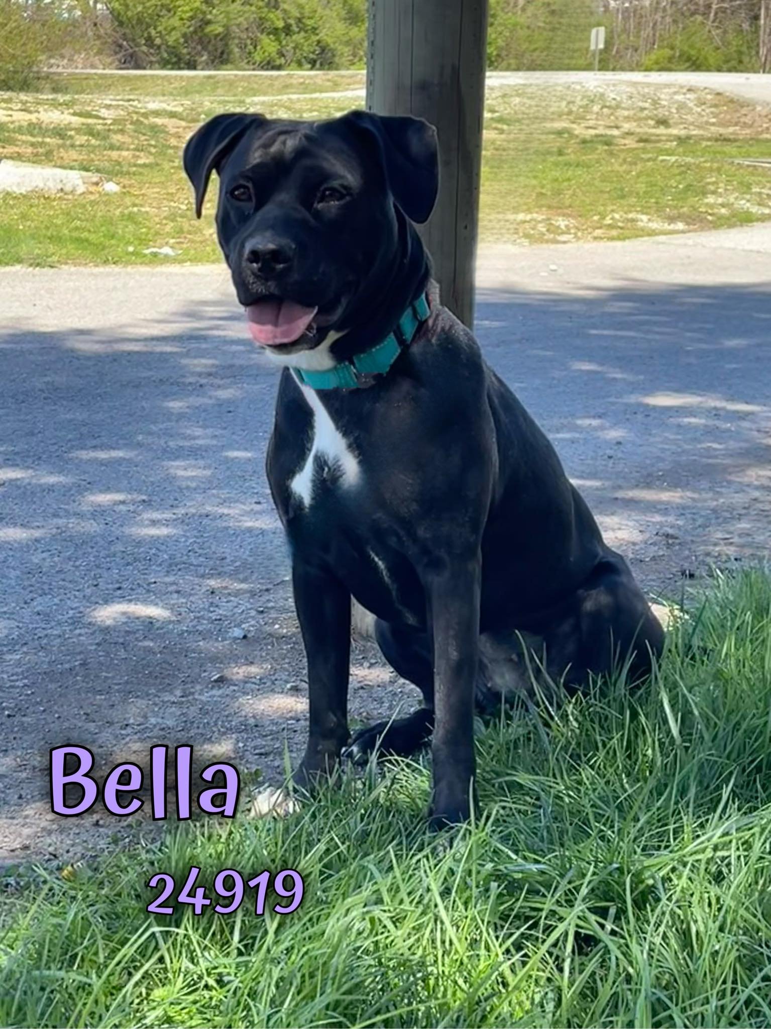 adoptable Dog in Oak Ridge, TN named Bella