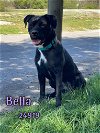 adoptable Dog in oak ridge, TN named Bella