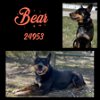 adoptable Dog in oak ridge, TN named Bear