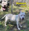 adoptable Dog in oak ridge, TN named Diamond