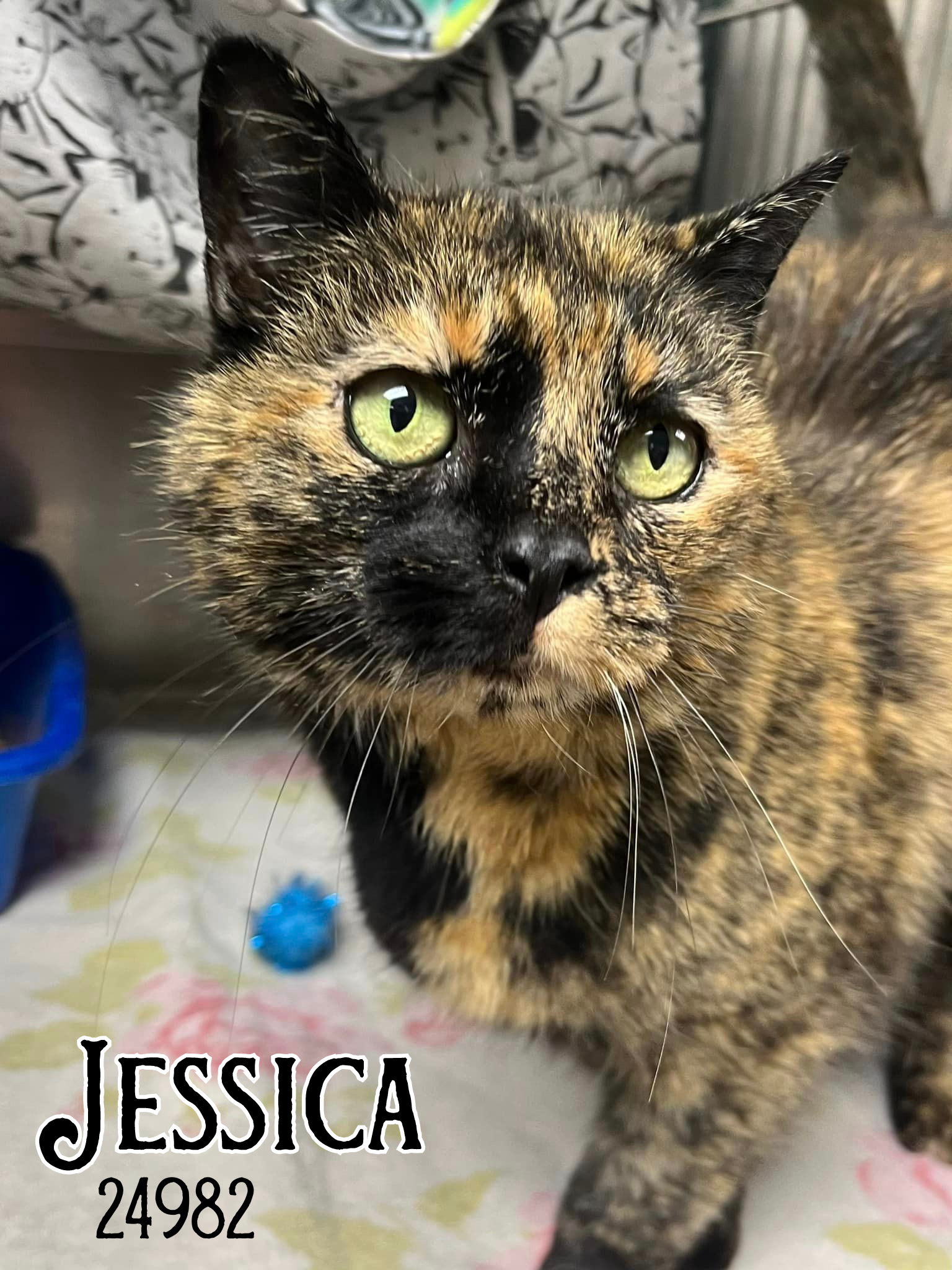 adoptable Cat in Oak Ridge, TN named Jessica