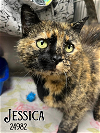 adoptable Cat in  named Jessica