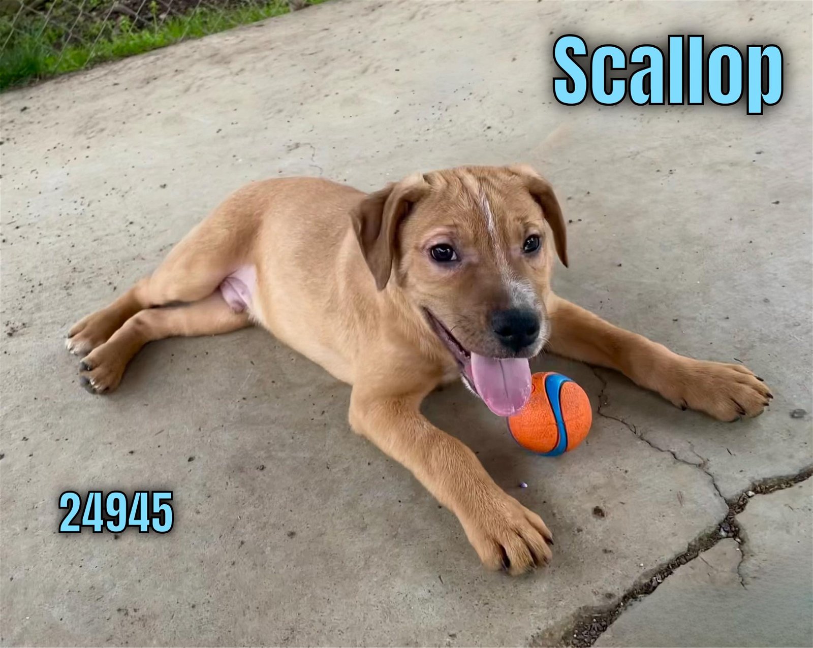 adoptable Dog in Oak Ridge, TN named Scallop