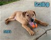 adoptable Dog in  named Scallop
