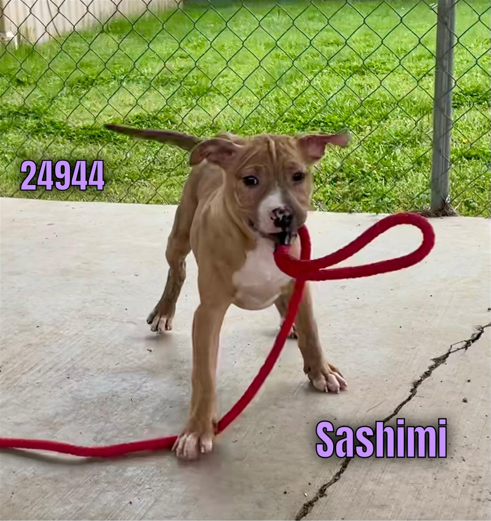 adoptable Dog in Oak Ridge, TN named Sashimi