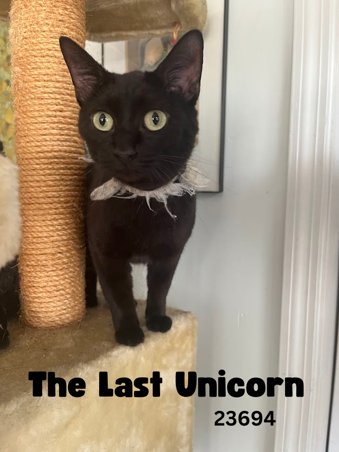 adoptable Cat in Oak Ridge, TN named The Last Unicorn