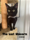 adoptable Cat in , TN named The Last Unicorn