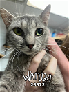 adoptable Cat in , TN named Wanda