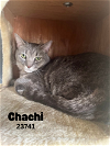 adoptable Cat in oak ridge, TN named Chachi - $55 Adoption Fee Special
