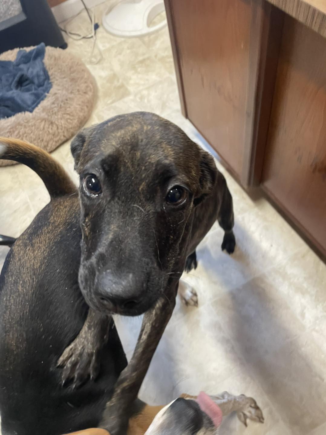 Dog for Adoption Bellatrix, a Plott Hound in Goldsboro, NC Alpha Paw