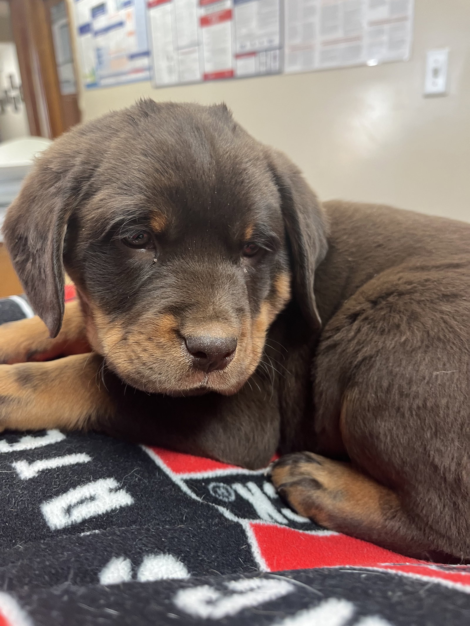 Dog for Adoption Pendleton, a Labrador Retriever in Vance County, NC