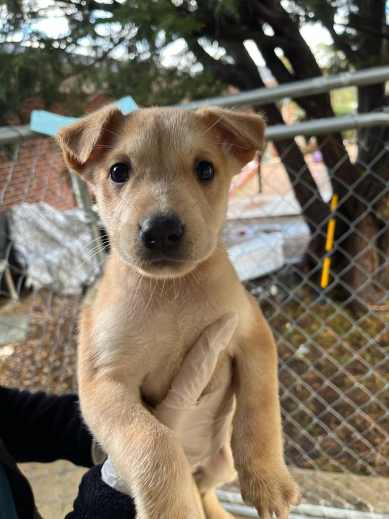 Dog adoption in Raleigh, NC Labrador Retriever / Shepherd / Mixed