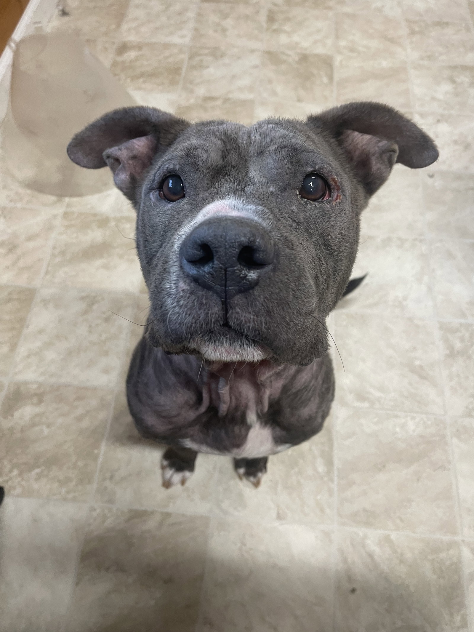 Dog for Adoption Fergie, a Pit Bull Terrier in Archer Lodge, NC Alpha Paw