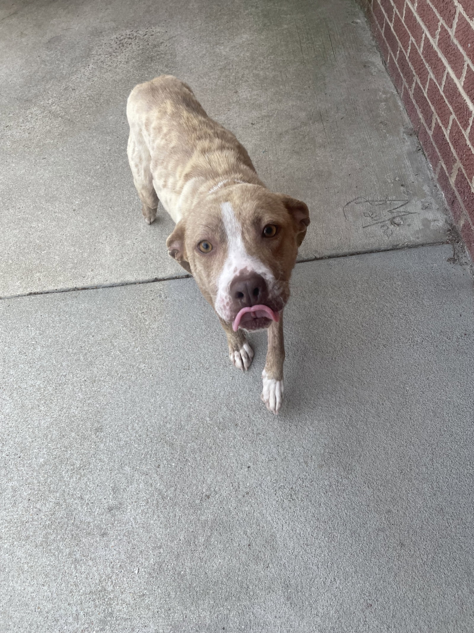 Dog for Adoption Marigold, a Pit Bull Terrier in Wilsons Mills, NC
