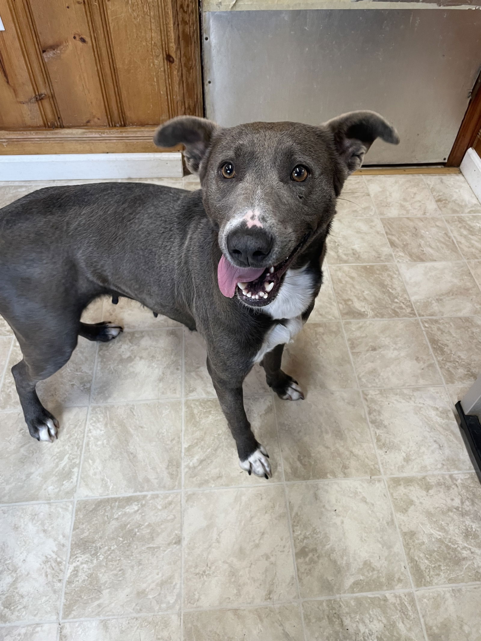 Dog for Adoption - Hazel, a Labrador Retriever in Cary, NC | Alpha Paw