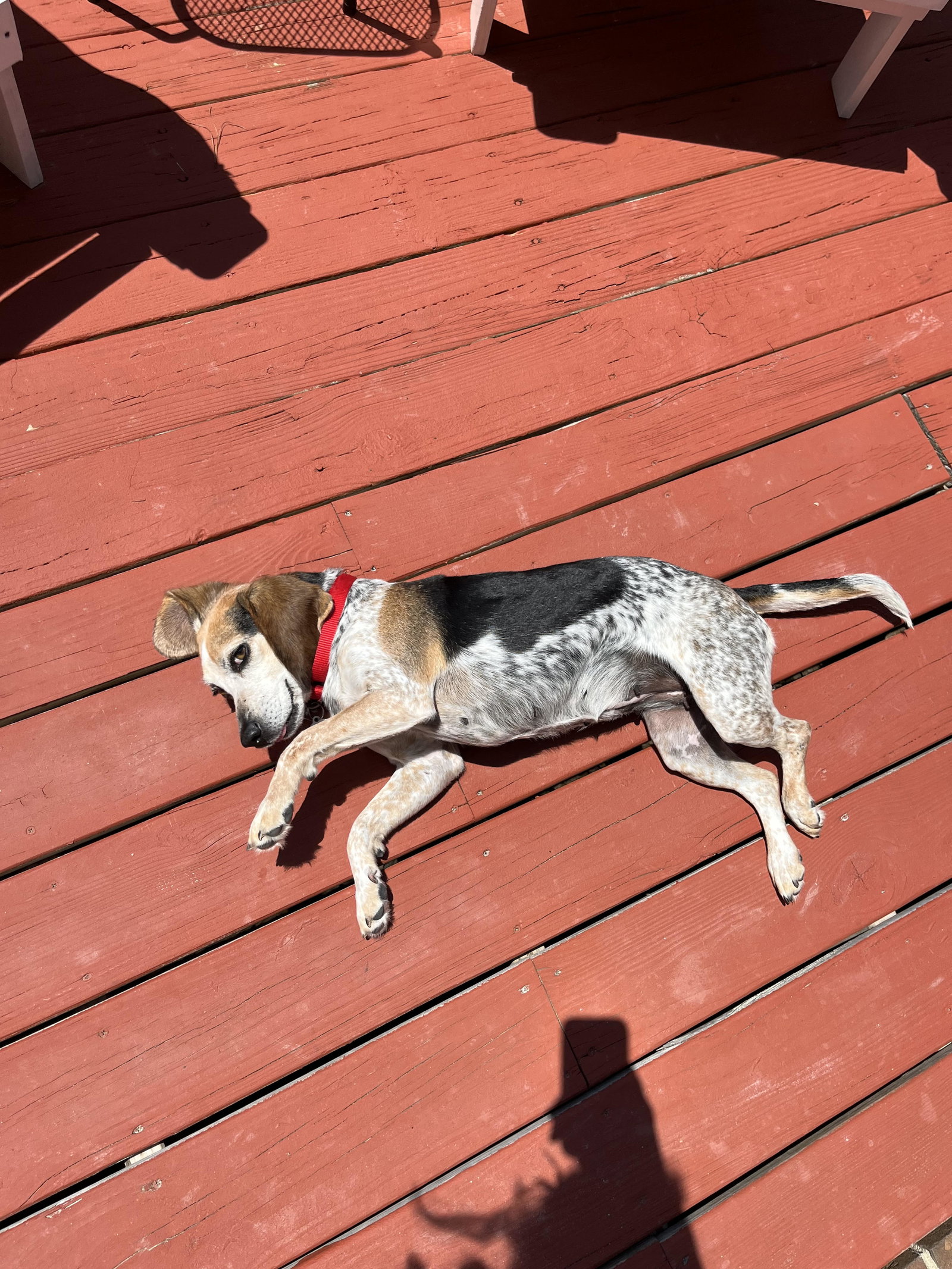 Dog adoption in Raleigh, NC 27616 Beagle / Mixed Dog "Ladybug"