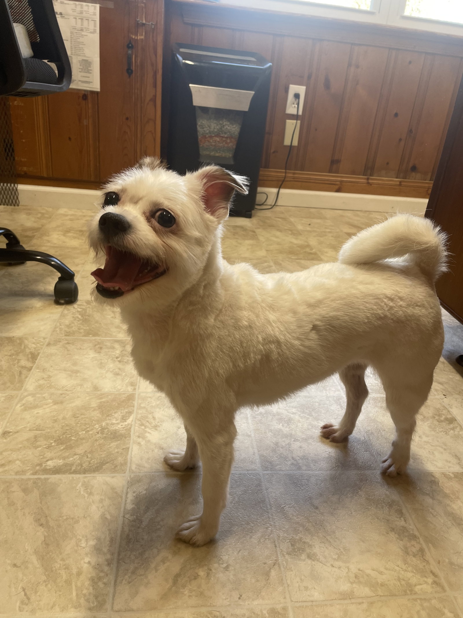 Dog for Adoption - Bella, a Shih Tzu in Raleigh, NC | Alpha Paw
