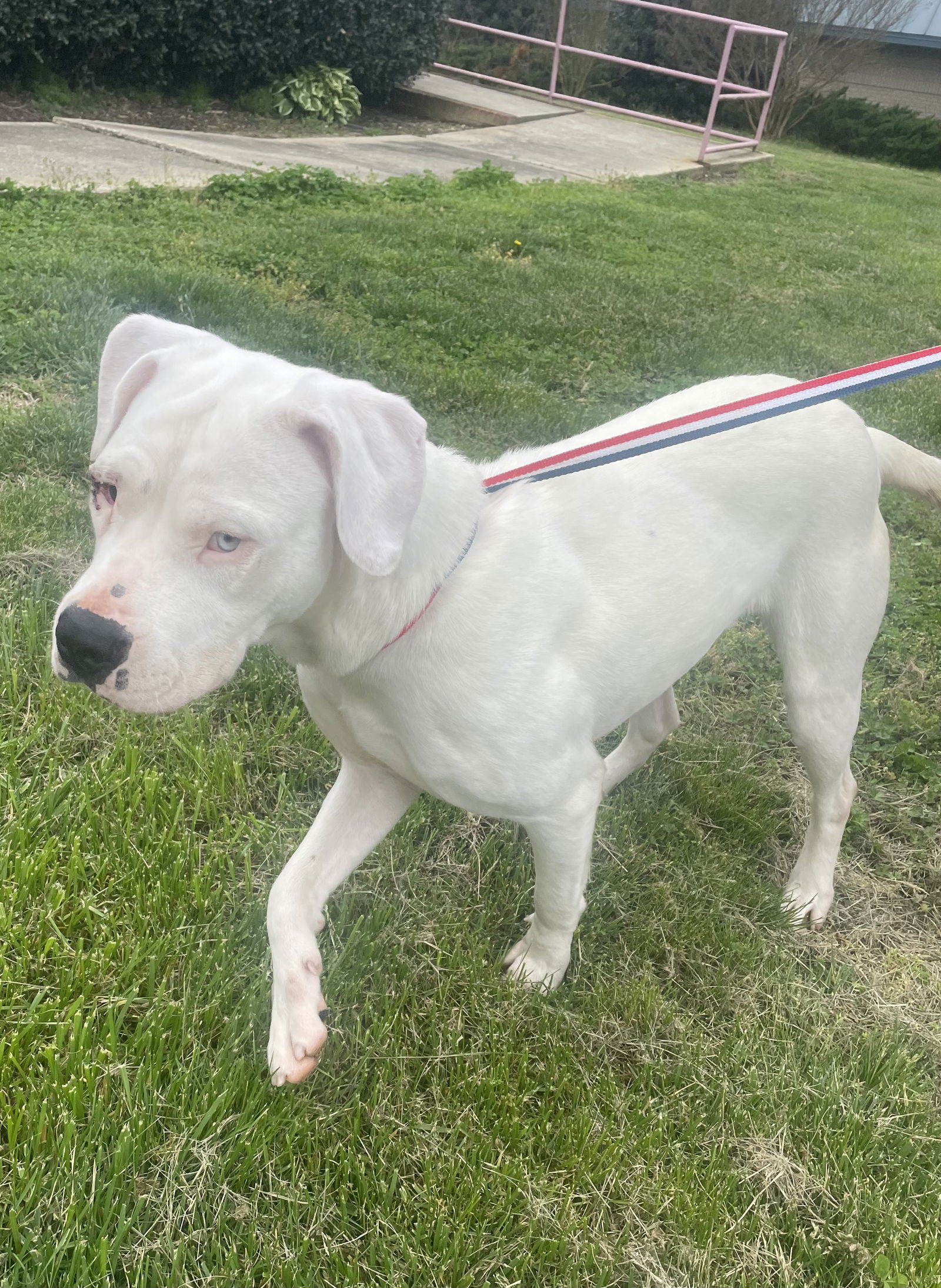 Dog for Adoption - Vianca, a American Bulldog in Holly Springs, NC ...