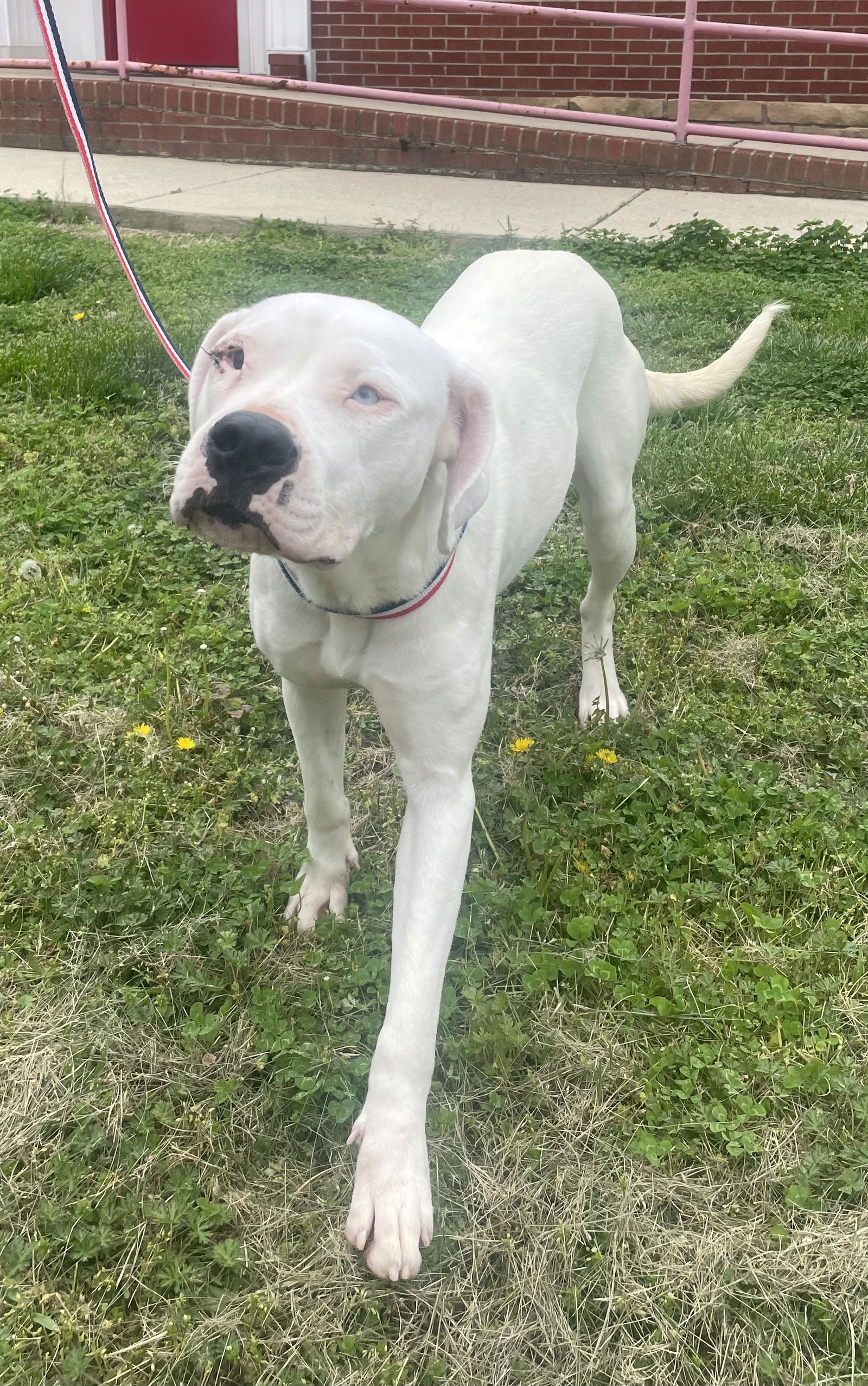 Dog for Adoption - Vianca, a American Bulldog in Holly Springs, NC ...