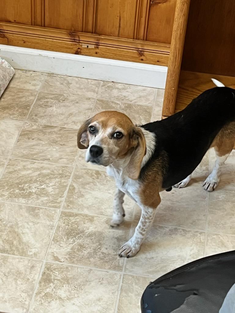 Dog adoption in Raleigh, NC 27616: Beagle / Mixed Dog 