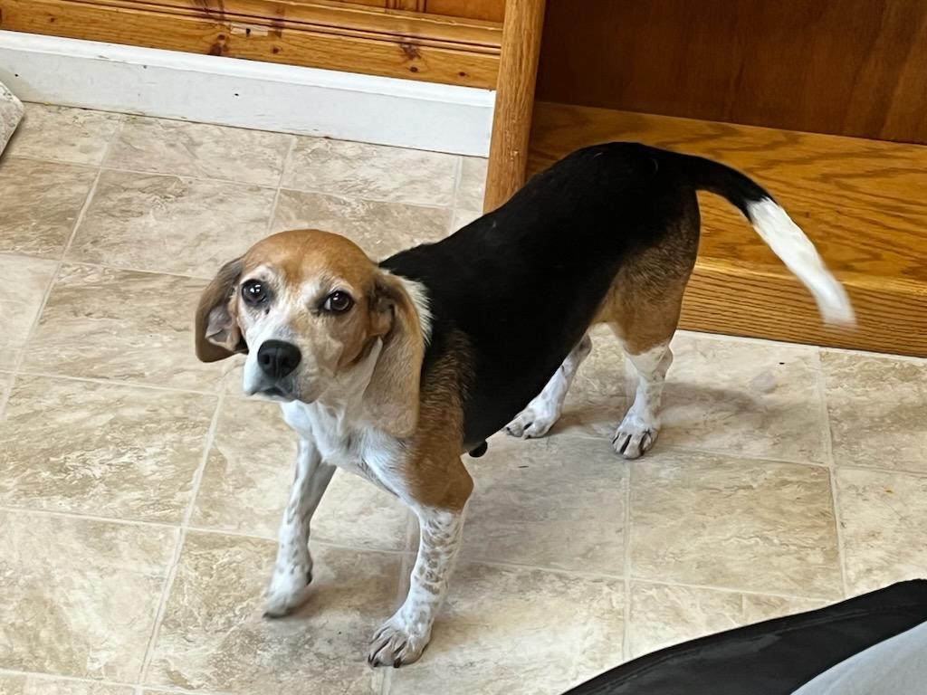 Dog for Adoption Queenie, a Beagle in Raleigh, NC Alpha Paw