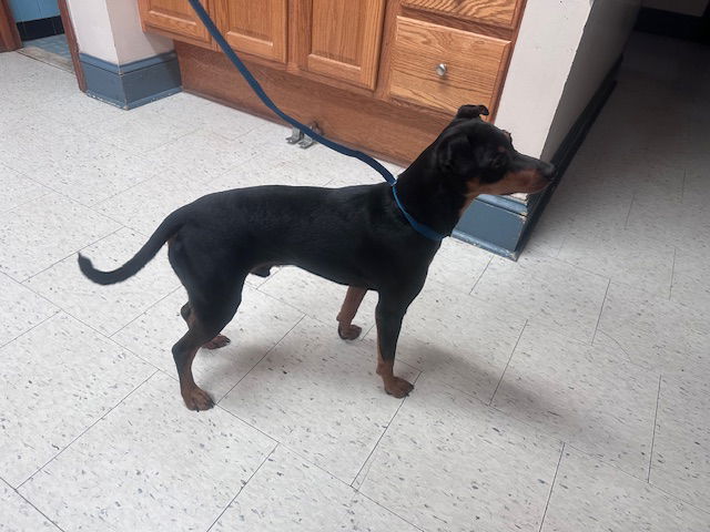 Dog for Adoption - Kahn, a Manchester Terrier in Rocky Mount, NC ...