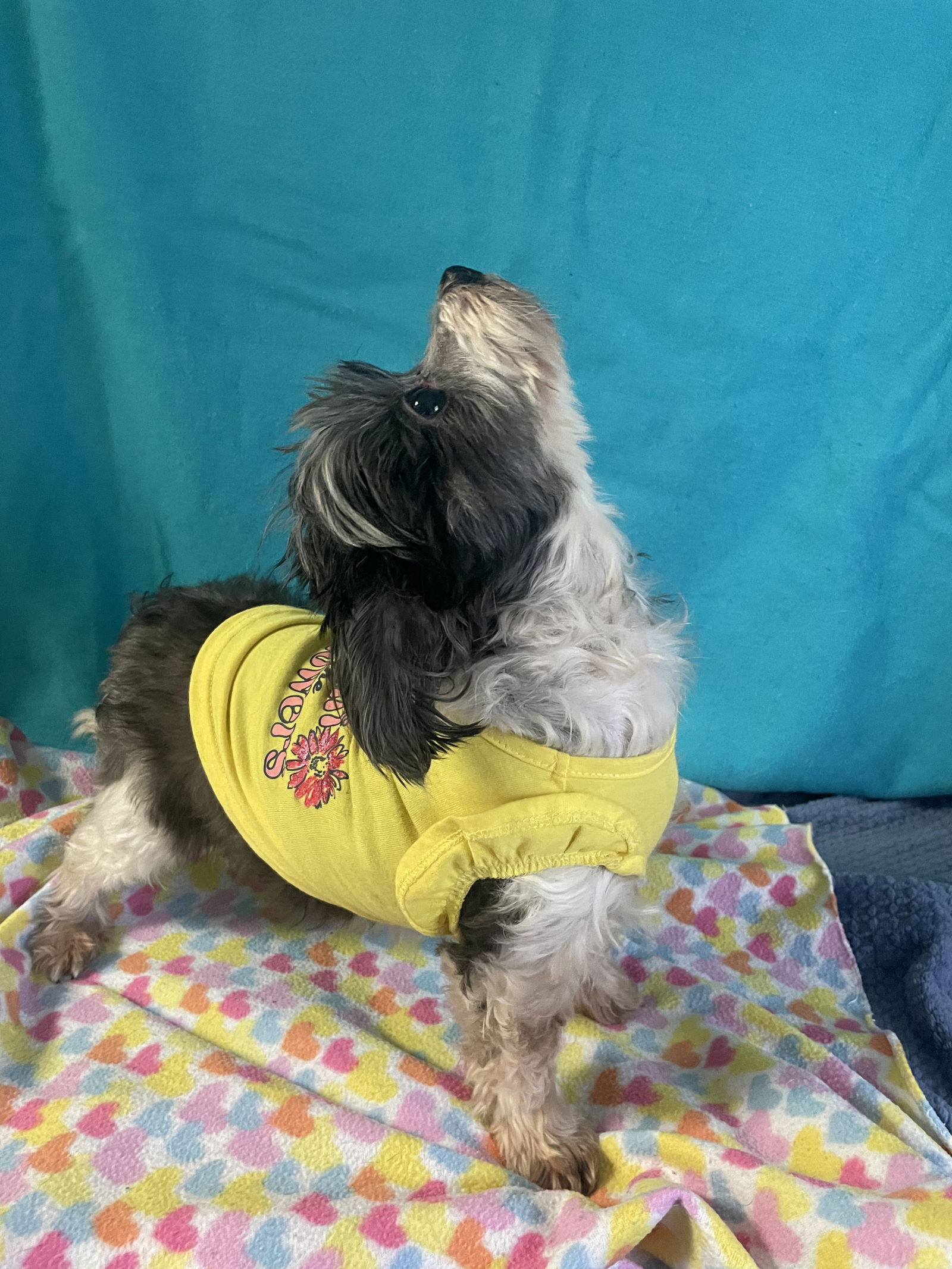 Dog for Adoption - Prissy, a Shih Tzu in Warrenton, NC | Alpha Paw