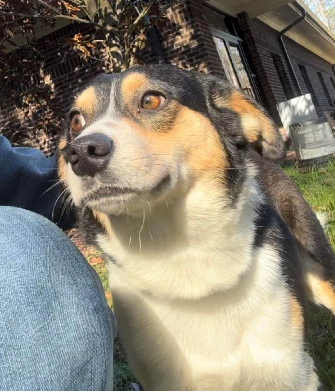 Dog for Adoption Drew, a in Pittsboro, NC Alpha Paw