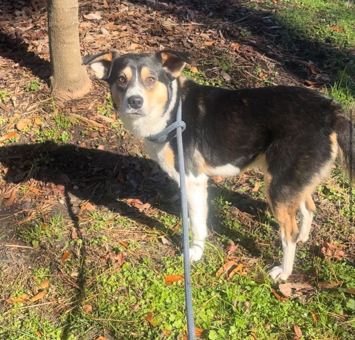 Dog for Adoption Drew, a in Pittsboro, NC Alpha Paw