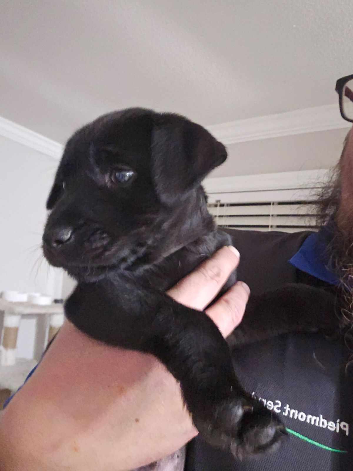 Dog For Adoption Rudolph A Labrador Retriever In Angier NC Alpha Paw dog-for-adoption-rudolph-a-labrador-retriever-in-angier-nc-alpha-paw