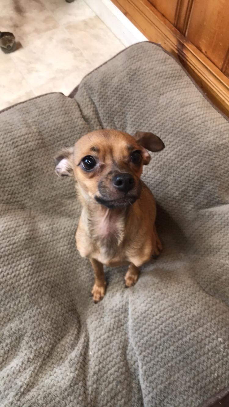 Dog For Adoption - Diamond, A Chihuahua In Cary, Nc 