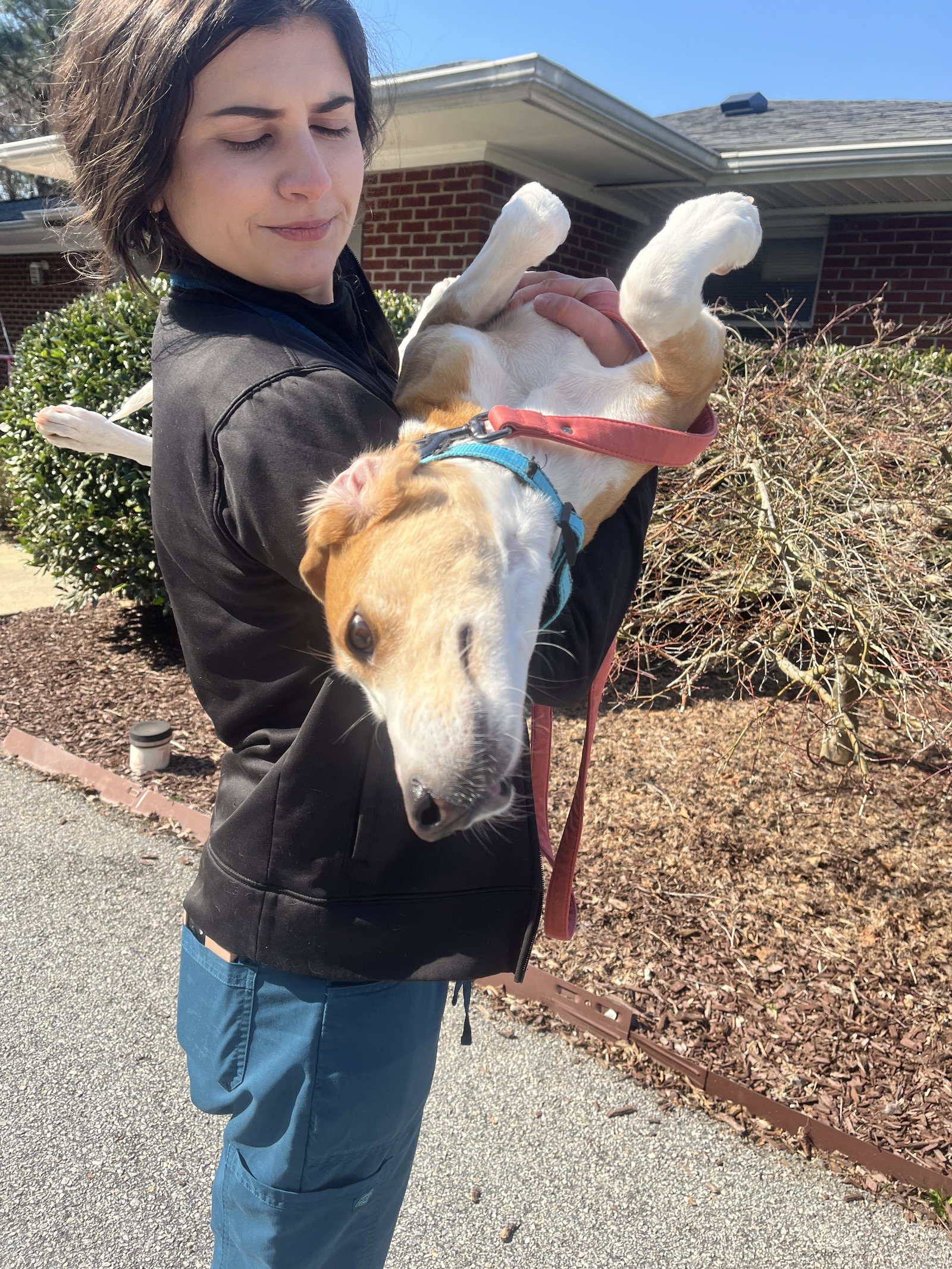Dog for Adoption - Rose, a Hound in Raleigh, NC | Alpha Paw