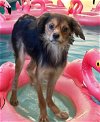 adoptable Dog in raleigh, NC named Diesel