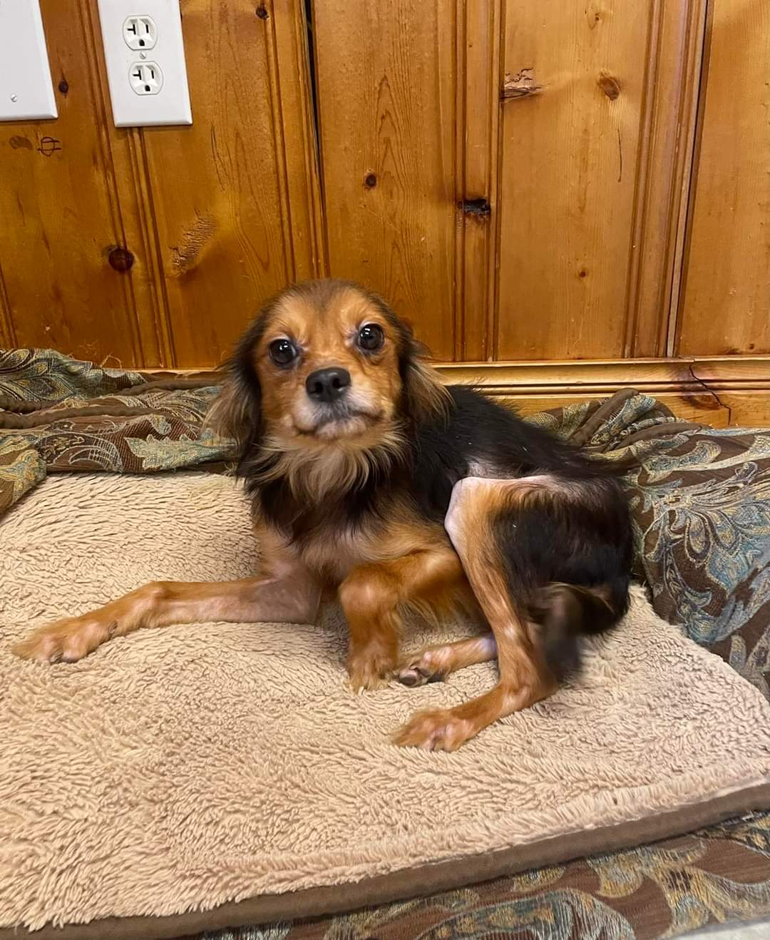 Dog for Adoption Diesel, a Chihuahua in Swepsonville, NC Alpha Paw