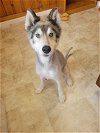 adoptable Dog in raleigh, NC named Prince
