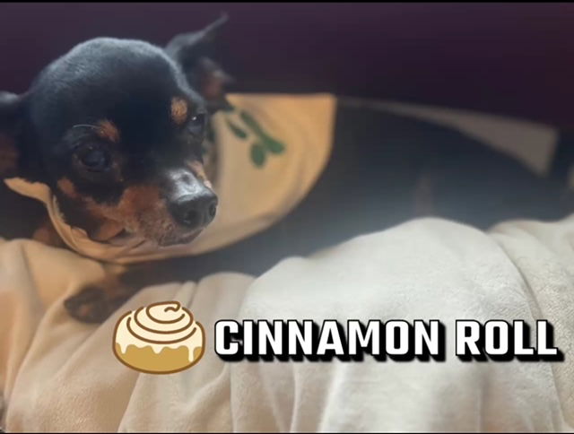 adoptable Dog in Raleigh, NC named Cinnamon Rolls