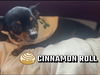 adoptable Dog in  named Cinnamon Rolls