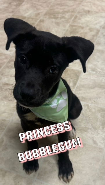 adoptable Dog in Raleigh, NC named Princess Bubblegum