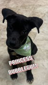 adoptable Dog in  named Princess Bubblegum